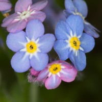 Dateiname=2016-04-19_22-54-52-vergissmeinnicht-7D1L4940b.jpg
Dateigröße=732KB
Abmessungen: 1920x1920
hinzugefügt am: 19. April 2016 2016-04-19_22-54-52-vergissmeinnicht-7D1L4940b.jpg