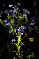 Dateiname=2016-04-19_22-56-47-vergissmeinnicht-7D1L4949b.jpg
Dateigröße=533KB
Abmessungen: 1280x1920
hinzugefügt am: 19. April 2016 2016-04-19_22-56-47-vergissmeinnicht-7D1L4949b.jpg