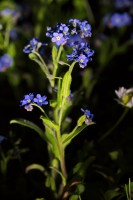 Dateiname=2016-04-19_22-57-03-vergissmeinnicht-7D1L4950b.jpg
Dateigröße=550KB
Abmessungen: 1280x1920
hinzugefügt am: 19. April 2016 2016-04-19_22-57-03-vergissmeinnicht-7D1L4950b.jpg