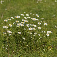 Dateiname=2016-05-07_08-37-49-margariten-7D1L5067bs.JPG
Dateigröße=1103KB
Abmessungen: 1920x1920
hinzugefügt am: 09. Mai 2016 2016-05-07_08-37-49-margariten-7D1L5067bs.JPG