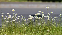 Dateiname=2016-05-07_08-38-46-margariten-7D1L5071bs.JPG
Dateigröße=734KB
Abmessungen: 1920x1080
hinzugefügt am: 09. Mai 2016 2016-05-07_08-38-46-margariten-7D1L5071bs.JPG