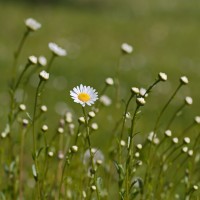 Dateiname=2016-05-07_08-40-43-margariten-7D1L5083bs.JPG
Dateigröße=636KB
Abmessungen: 1920x1920
hinzugefügt am: 09. Mai 2016 2016-05-07_08-40-43-margariten-7D1L5083bs.JPG
