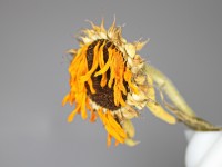 Dateiname=2016-09-13_15-33-57_Bienen-n-Blumen_7D1L8956b.jpg
Dateigröße=581KB
Abmessungen: 1920x1440
hinzugefügt am: 13. September 2016 2016-09-13_15-33-57_Bienen-n-Blumen_7D1L8956b.jpg