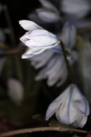 Dateiname=2017-03-08_00-36-59_schneegloeckchen_7D1L0872bgws.JPG
Dateigröße=279KB
Abmessungen: 1280x1920
hinzugefügt am: 07. März 2017 2017-03-08_00-36-59_schneegloeckchen_7D1L0872bgws.JPG