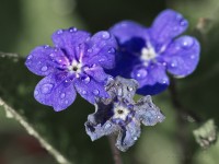 Dateiname=2017-03-28_15-27-55_blumen_7D1L0955bws.JPG
Dateigröße=833KB
Abmessungen: 1920x1440
hinzugefügt am: 28. März 2017 2017-03-28_15-27-55_blumen_7D1L0955bws.JPG