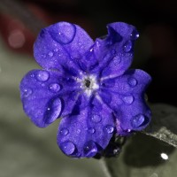 Dateiname=2017-03-28_15-29-28_blumen_7D1L0980bws.JPG
Dateigröße=976KB
Abmessungen: 1920x1920
hinzugefügt am: 28. März 2017 2017-03-28_15-29-28_blumen_7D1L0980bws.JPG