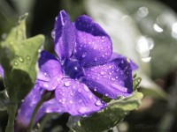 Dateiname=2017-03-28_15-31-14_blumen_7D1L1002bws.JPG
Dateigröße=764KB
Abmessungen: 1920x1440
hinzugefügt am: 28. März 2017 2017-03-28_15-31-14_blumen_7D1L1002bws.JPG