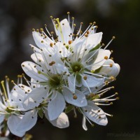 Dateiname=2017-04-04_16-55-14_blueten_7D1L1061bws.JPG
Dateigröße=848KB
Abmessungen: 1920x1920
hinzugefügt am: 04. April 2017 2017-04-04_16-55-14_blueten_7D1L1061bws.JPG
