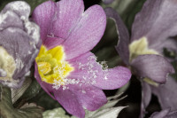 Dateiname=7D1L1519_DxO_bs.JPG
Dateigröße=610KB
Abmessungen: 1920x1280
hinzugefügt am: 06. Februar 2018 7D1L1519_DxO_bs.JPG