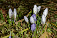 Dateiname=7D2L2881_DxO_s.JPG
Dateigröße=621KB
Abmessungen: 1920x1280
hinzugefügt am: 19. Februar 2018 7D2L2881_DxO_s.JPG