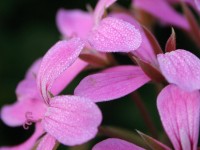 Dateiname=blumen_1.jpg
Dateigröße=128KB
Abmessungen: 1280x960
hinzugefügt am: 30. Juli 2010 blumen_1.jpg