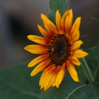 Dateiname=sunflower-IMG_3805s.JPG
Dateigröße=715KB
Abmessungen: 1567x1567
hinzugefügt am: 08. Juli 2012 sunflower-IMG_3805s.JPG