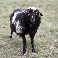Dateiname=16-03-2014_12-26-48_7D1L1845_Sheep_bs.JPG
Dateigröße=1054KB
Abmessungen: 1920x1920
hinzugefügt am: 16. März 2014 16-03-2014_12-26-48_7D1L1845_Sheep_bs.JPG