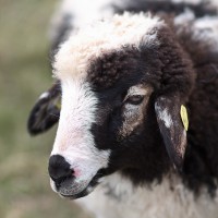 Dateiname=16-03-2014_12-27-24_7D1L1853_Sheep_bs.JPG
Dateigröße=1051KB
Abmessungen: 1920x1920
hinzugefügt am: 16. März 2014 16-03-2014_12-27-24_7D1L1853_Sheep_bs.JPG