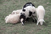 Dateiname=16-03-2014_12-32-57_7D1L1866_Sheep_bs.JPG
Dateigröße=1007KB
Abmessungen: 1920x1280
hinzugefügt am: 16. März 2014 16-03-2014_12-32-57_7D1L1866_Sheep_bs.JPG