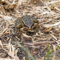 Dateiname=2015-07-26_16-01-48_frosch_7D1L3121bs.JPG
Dateigröße=1338KB
Abmessungen: 1920x1920
hinzugefügt am: 28. Juli 2015 2015-07-26_16-01-48_frosch_7D1L3121bs.JPG
