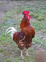 Dateiname=2016-03-29_14-33-11-pflanzen-tiere-7D1L4849bs.jpg
Dateigröße=968KB
Abmessungen: 1440x1920
hinzugefügt am: 29. März 2016 2016-03-29_14-33-11-pflanzen-tiere-7D1L4849bs.jpg