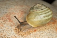 Dateiname=2016-08-30_22-01-55_weinbergschnecke_7D1L8846b.jpg
Dateigröße=688KB
Abmessungen: 1920x1280
hinzugefügt am: 30. August 2016 2016-08-30_22-01-55_weinbergschnecke_7D1L8846b.jpg