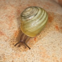 Dateiname=2016-08-30_22-03-17_weinbergschnecke_7D1L8849b.jpg
Dateigröße=884KB
Abmessungen: 1920x1920
hinzugefügt am: 30. August 2016 2016-08-30_22-03-17_weinbergschnecke_7D1L8849b.jpg