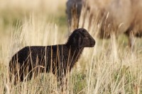 Dateiname=black-sheep.jpg
Dateigröße=729KB
Abmessungen: 1920x1280
hinzugefügt am: 05. August 2010 black-sheep.jpg