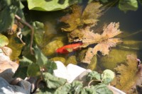 Dateiname=fisch1.jpg
Dateigröße=102KB
Abmessungen: 1024x683
hinzugefügt am: 30. Juli 2010 fisch1.jpg