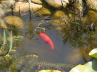 Dateiname=fisch2.jpg
Dateigröße=112KB
Abmessungen: 1024x768
hinzugefügt am: 30. Juli 2010 fisch2.jpg