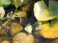 Dateiname=froesche1.jpg
Dateigröße=118KB
Abmessungen: 1024x768
hinzugefügt am: 30. Juli 2010 froesche1.jpg