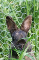 Dateiname=hasi_1.JPG
Dateigröße=175KB
Abmessungen: 853x1280
hinzugefügt am: 30. Juli 2010 hasi_1.JPG