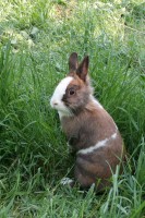 Dateiname=hasi_2.JPG
Dateigröße=286KB
Abmessungen: 853x1280
hinzugefügt am: 30. Juli 2010 hasi_2.JPG
