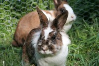 Dateiname=hasi_3.JPG
Dateigröße=164KB
Abmessungen: 1280x853
hinzugefügt am: 30. Juli 2010 hasi_3.JPG