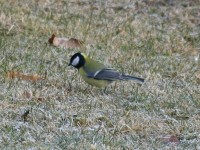 Dateiname=kalt_wars_vogel.jpg
Dateigröße=124KB
Abmessungen: 800x600
hinzugefügt am: 30. Juli 2010 kalt_wars_vogel.jpg