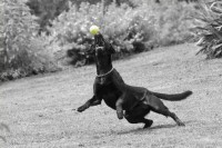 Dateiname=luna-ballspielen-5.JPG
Dateigröße=719KB
Abmessungen: 1732x1155
hinzugefügt am: 05. August 2010 luna-ballspielen-5.JPG