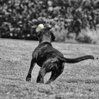 Dateiname=luna-ballspielen-8.JPG
Dateigröße=647KB
Abmessungen: 1414x1414
hinzugefügt am: 05. August 2010 luna-ballspielen-8.JPG