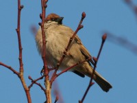 Dateiname=vogel_baum.jpg
Dateigröße=214KB
Abmessungen: 1280x960
hinzugefügt am: 30. Juli 2010 vogel_baum.jpg