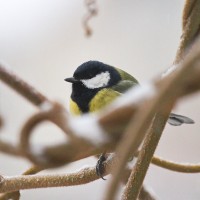 Dateiname=2016-01-03_08-01-48-voegel-7D1L3928b.jpg
Dateigröße=1154KB
Abmessungen: 1920x1920
hinzugefügt am: 06. Januar 2016 2016-01-03_08-01-48-voegel-7D1L3928b.jpg