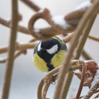 Dateiname=2016-01-03_08-01-53-voegel-7D1L3932b.jpg
Dateigröße=1151KB
Abmessungen: 1920x1920
hinzugefügt am: 06. Januar 2016 2016-01-03_08-01-53-voegel-7D1L3932b.jpg
