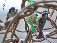 Dateiname=2016-01-03_08-04-14-voegel-7D1L3939b.jpg
Dateigröße=926KB
Abmessungen: 1920x1440
hinzugefügt am: 06. Januar 2016 2016-01-03_08-04-14-voegel-7D1L3939b.jpg