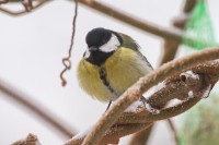 Dateiname=2016-01-03_08-05-28-voegel-7D1L3986b.jpg
Dateigröße=720KB
Abmessungen: 1920x1280
hinzugefügt am: 06. Januar 2016 2016-01-03_08-05-28-voegel-7D1L3986b.jpg