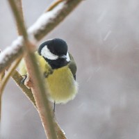 Dateiname=2016-01-03_08-06-12-voegel-7D1L4029b.jpg
Dateigröße=1247KB
Abmessungen: 1920x1920
hinzugefügt am: 06. Januar 2016 2016-01-03_08-06-12-voegel-7D1L4029b.jpg