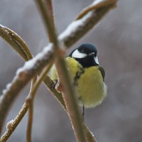 Dateiname=2016-01-03_08-06-13-voegel-7D1L4033b.jpg
Dateigröße=1215KB
Abmessungen: 1920x1920
hinzugefügt am: 06. Januar 2016 2016-01-03_08-06-13-voegel-7D1L4033b.jpg