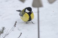 Dateiname=2016-01-06_10-14-38-Kohlmeise-7D1L4221b.jpg
Dateigröße=674KB
Abmessungen: 1920x1280
hinzugefügt am: 08. Januar 2016 2016-01-06_10-14-38-Kohlmeise-7D1L4221b.jpg