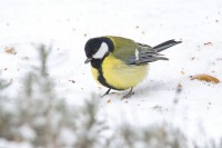 Dateiname=2016-01-06_10-14-57-Kohlmeise-7D1L4263b.jpg
Dateigröße=535KB
Abmessungen: 1920x1280
hinzugefügt am: 08. Januar 2016 2016-01-06_10-14-57-Kohlmeise-7D1L4263b.jpg