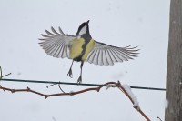 Dateiname=2016-01-06_14-04-22-Kohlmeise-7D1L4422b.jpg
Dateigröße=646KB
Abmessungen: 1920x1280
hinzugefügt am: 08. Januar 2016 2016-01-06_14-04-22-Kohlmeise-7D1L4422b.jpg