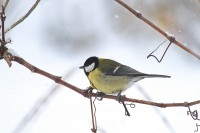 Dateiname=2016-01-06_14-04-42-Kohlmeise-7D1L4425b.jpg
Dateigröße=628KB
Abmessungen: 1920x1280
hinzugefügt am: 08. Januar 2016 2016-01-06_14-04-42-Kohlmeise-7D1L4425b.jpg